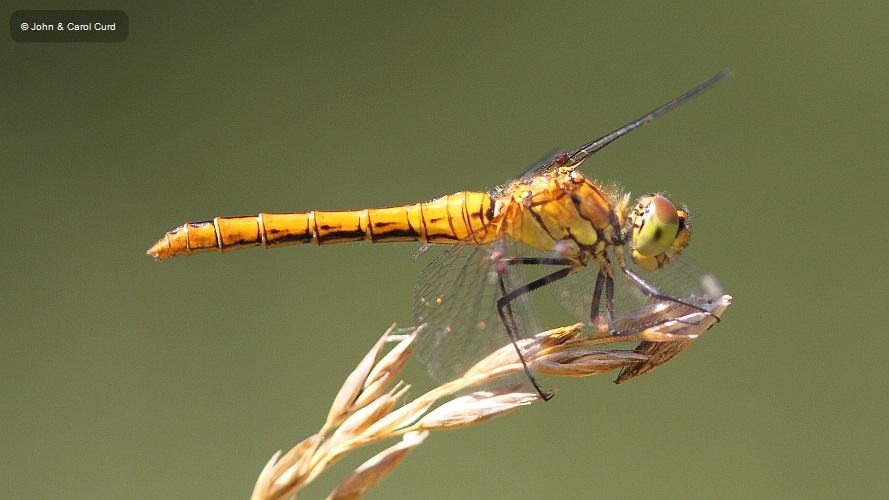 J14_1717 Sympetrum sanguineum female.JPG